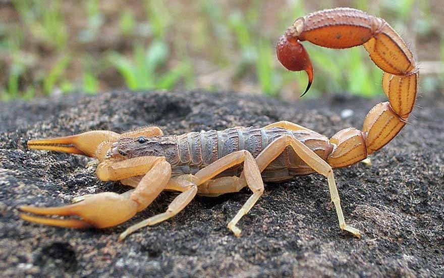 Você sabia que baratas e outros insetos atraem escorpiões?