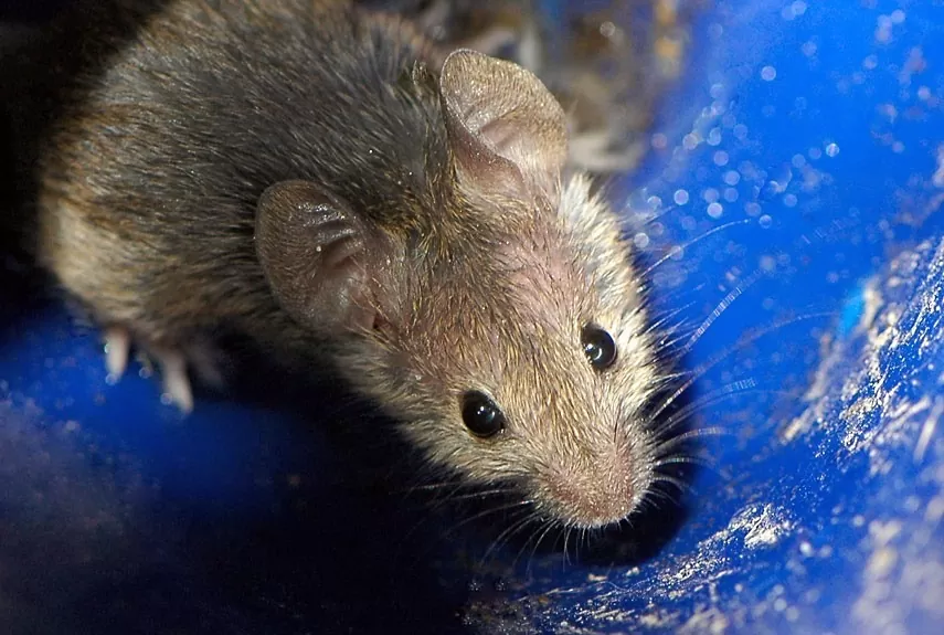 Tipos de ratos: você conhece todos?