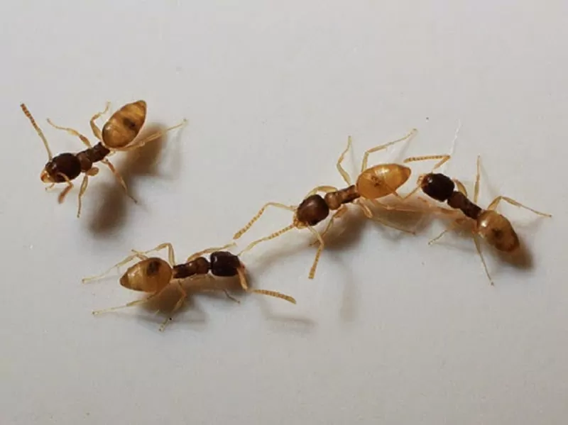 Como acabar com formigas doceiras