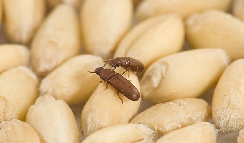 Controle de praga em empresas alimentícias