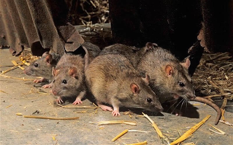 Quais são os cuidados após a desratização