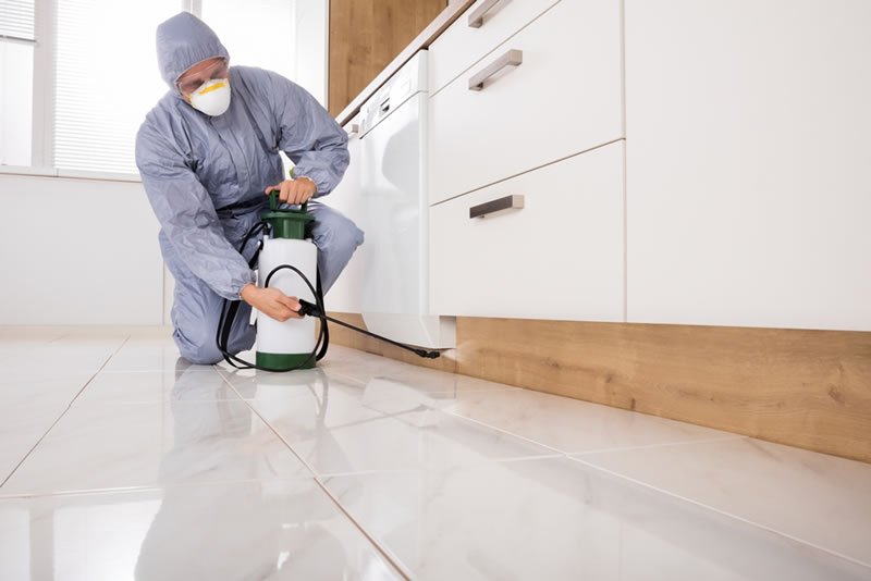 Aplicação de dedetização em cozinha