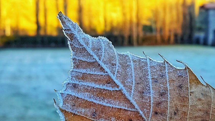 As pragas urbanas diminuem no inverno: verdade ou mito?