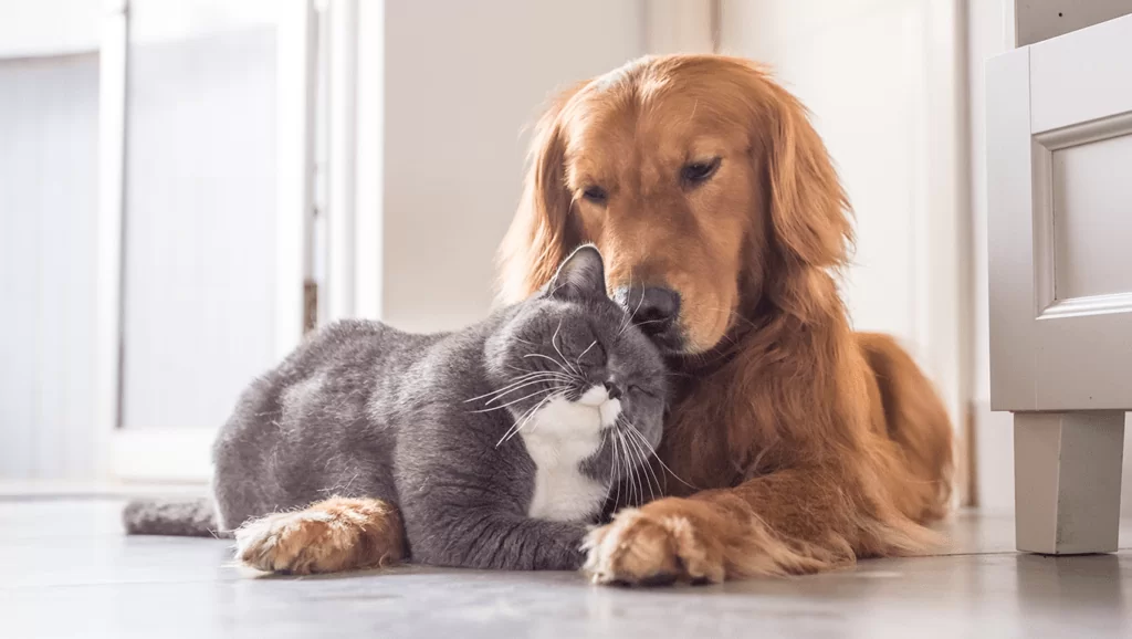 Os produtos de dedetização fazem mal para crianças e animais?