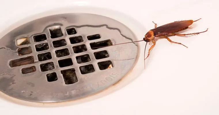 Acabar com baratas no ralo do banheiro: dicas infalíveis!